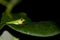 Tree Frog Profile