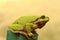 Tree frog profile view