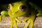 tree frog rain forest yellow amphibian red eye