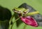 Tree Frog and Red Flower