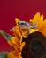 Tree frog sits on big sunflower. Large-headed leaf frog studio shot. Phyllomedusa on red background. Cute exotic pet.