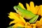 Tree frog sitting on a sunflower