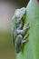 Tree frog sleeping