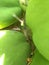 Tree frog sleeping within papayas