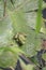 Tree frog in a swamp