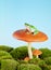 Tree frog on toadstool