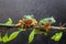 Tree frog, tree leaf on the leaf branch