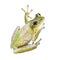 Tree Frog watercolor on white background