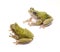 Tree Frogs