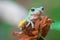 Tree frogs, australian tree frogs, dumpy frogs on flowers