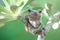 Tree frogs, australian tree frogs, dumpy frogs on flowers