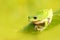 Tree frogs are courting in the forest,Taiwan