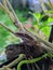 Tree frogs usually appear after the rain stops, they are perched in the trees enjoying the cool air