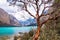 Tree in front of Llanganuco glacier lagoon in Peruvian Andes