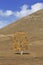 Tree in front of a mountain, Inner Mongolia, China