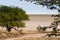 Tree in front of Salt Pan, Etosha National Park, Namibia