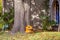 Tree in front of shaded house with orange trash bag with Halloween face and filled with autumn leaves propped against it