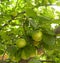 tree with fruit apricot