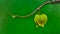 Tree fruit flower on a green wall background