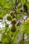 Tree with fruits called Mangaba