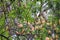 Tree fruits kigelia africana in Jardim Municipal de Funchal, Madeira