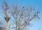 Tree full of bald eagles with a large nest