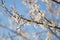 Tree in full bloom with white flower unfolded buds