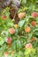 Tree Full of Juicy Ripe Peaches Ready for Harvest