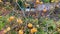 A tree full of persimmon fruits during autumn