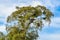 Tree full of stork nests