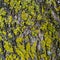 Tree Fungi. Yellow mold on the tree bark. Texture