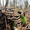 Tree fungus Bjerkandera on the old stump