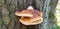 tree fungus for fire tinder in romanian mountain forest of oaks