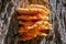 Tree fungus sulphur polypore, sulphur shelf or chicken mushroom