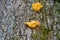 Tree fungus sulphur polypore, sulphur shelf or chicken mushroom