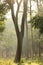 Tree garden in Cubbon Park at Bangalore India