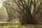 Tree garden in Cubbon Park at Bangalore India