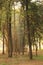 Tree garden in Cubbon Park at Bangalore India