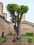 Tree in a garden of the Italian hill town of Certaldo. Rainy day.