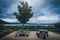 Tree in garden near kawaguchiko lake with The Peak of Mt. Fuji b