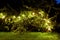 Tree with garland lights at night summer garden