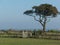 Tree and gate on an Island