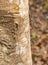 Tree Gecko head down on a log