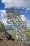 Tree and ger camp in nature landscape in Mongolia