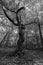 Tree, Gnarled beech - black white - high-key