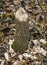 Tree gnawed by a Beaver