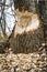 Tree gnawed by a Beaver