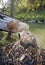 Tree gnawed by beavers