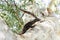 Tree goanna climbing a gum tree