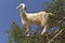 Tree Goats in Morocco